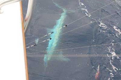 Two guys and Two Fish